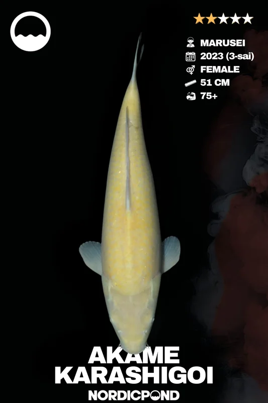 3bltpysycg2