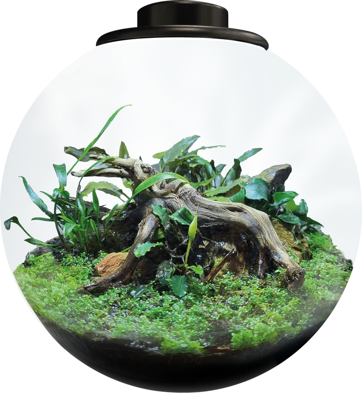 atqbiozwipi