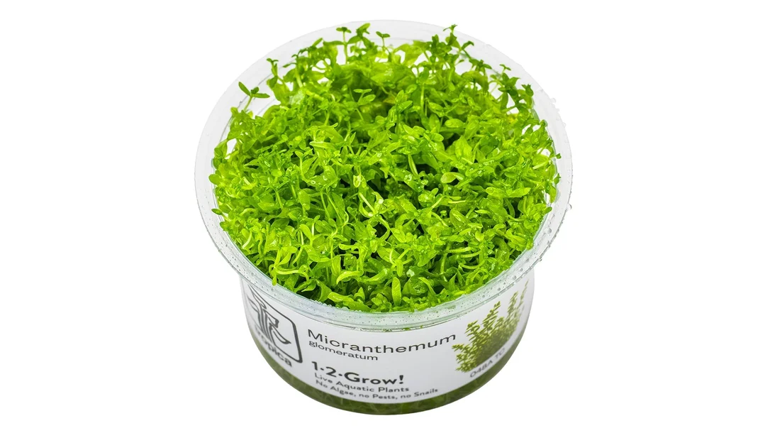 bacysphlmux