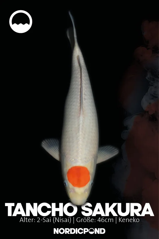 bxj5f54cm5t