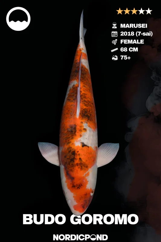 c2h3vgenhdn