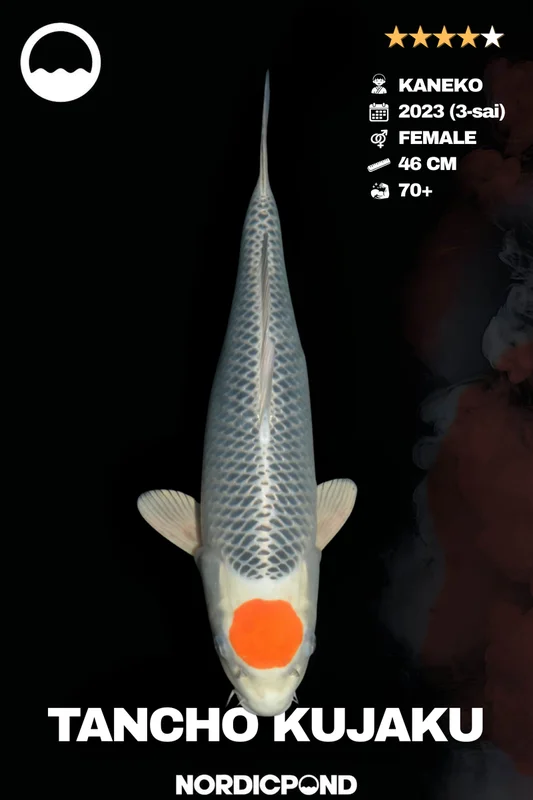 cqneg1kck53
