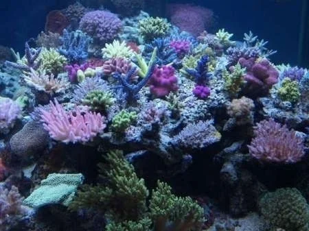 ebb50efmfid