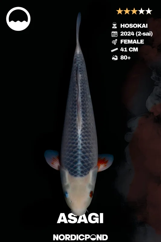 fxdapisicyh