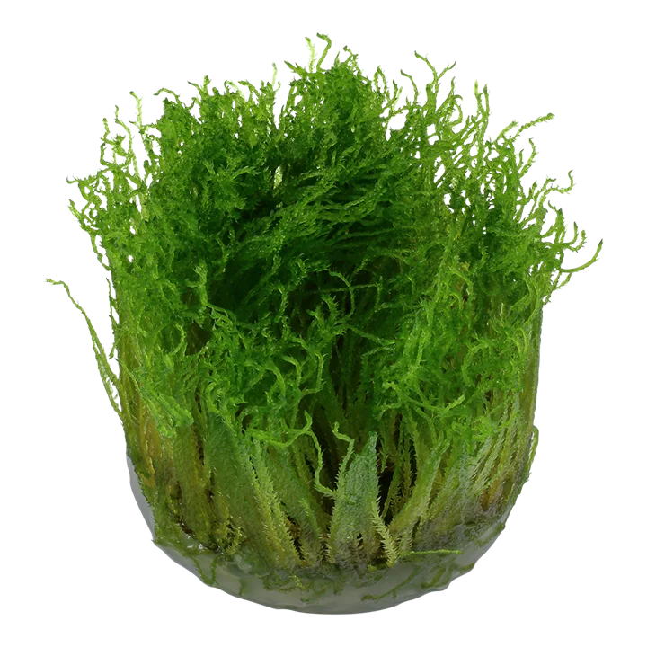 gfz001bhspp