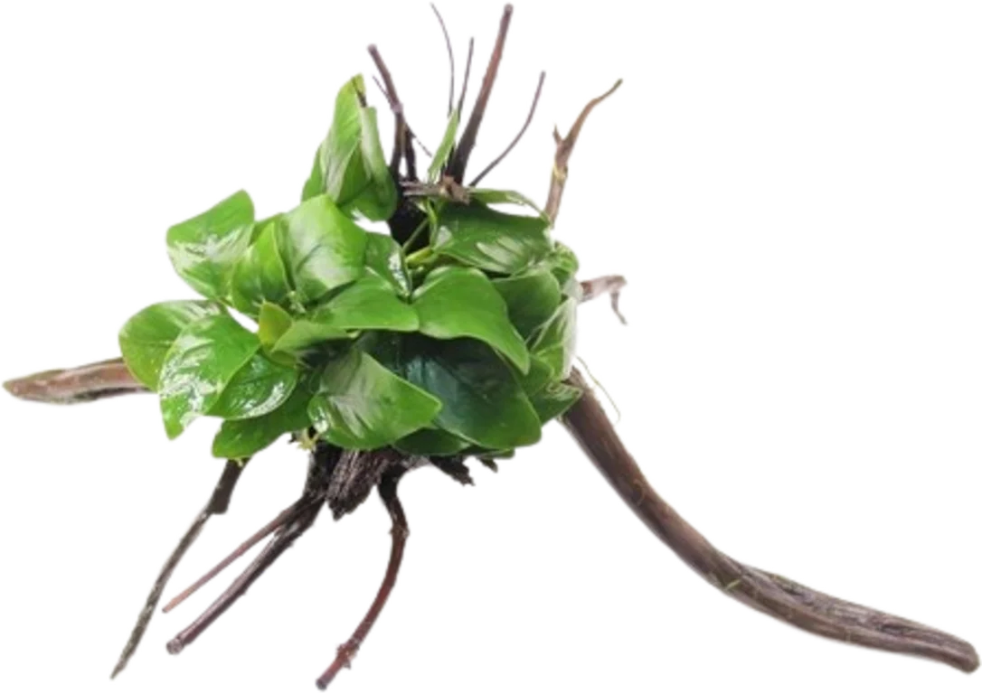 jwasfylyowr