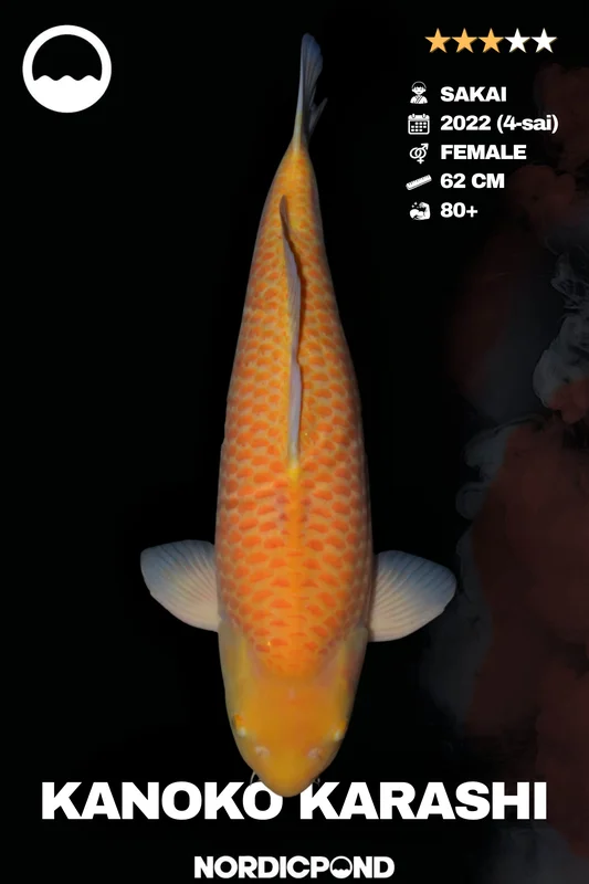 jyj1shyo41f
