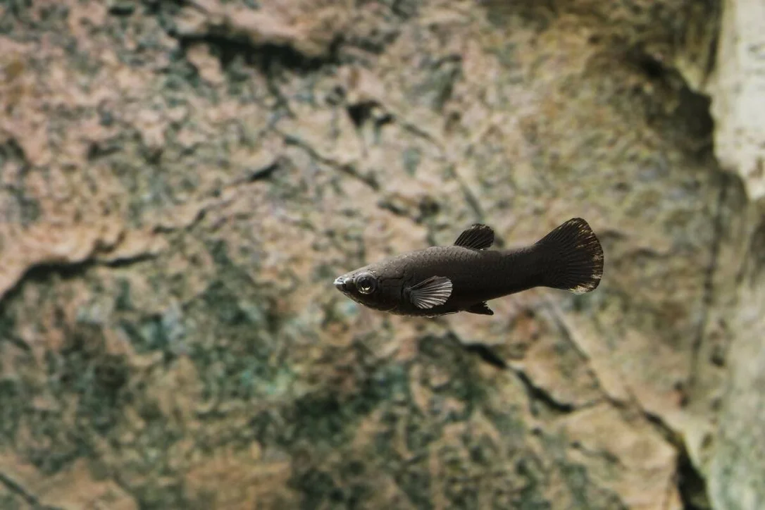 scswkhuhwzj