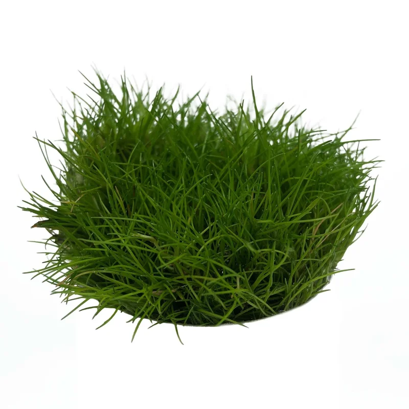 wm33rm2ghib
