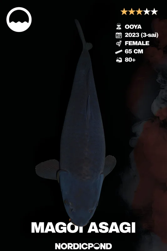 ytnbq1gnp5x